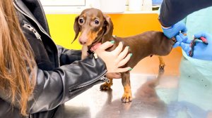 У ЧАПИТОСИКОВ ПОШЛА КРОВЬ… НУЖНА ОПЕРАЦИЯ? || Срочный визит к ветеринару