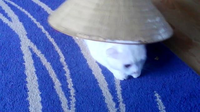 Китайский кот или живая шляпа 2 смотреть онлайн