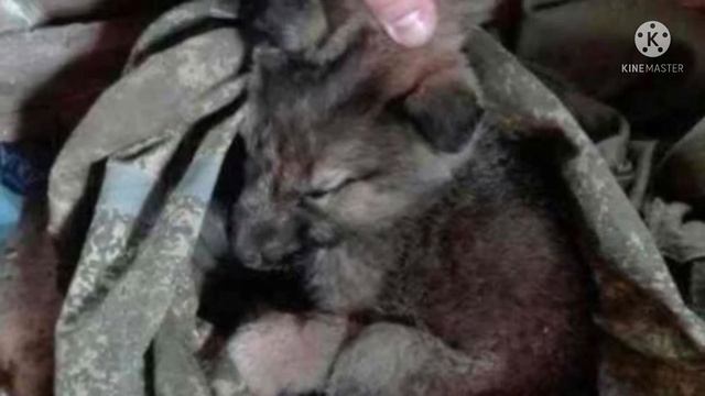 Щенка в мешке бросили за забор военной части. Командир приказал убрать его смотреть онлайн