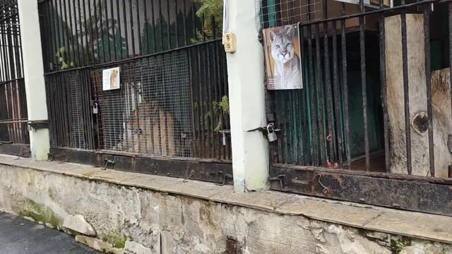 Зоопарк смотреть онлайн