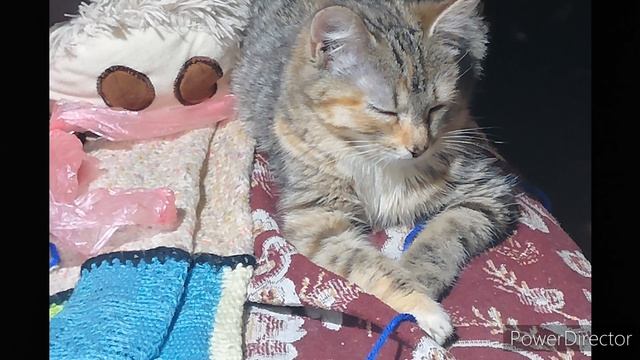 Домашний мини приют Теплые Руки. г. Сафоново. Наша красавица Эмбер смотреть онлайн