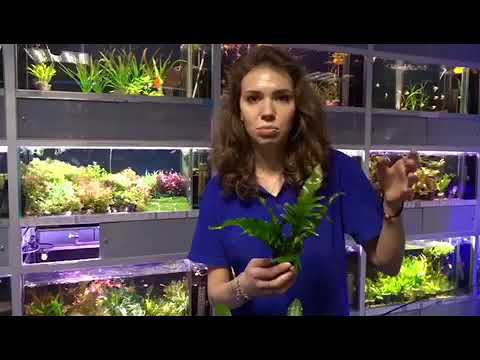 Выбор #аквариумных #растений смотреть онлайн