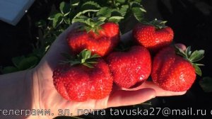 СЕНСАЦИЯ медово-сладкий сорт клубники среднего срока созревания