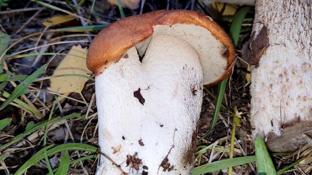 Семейство подосиновиков смотреть онлайн