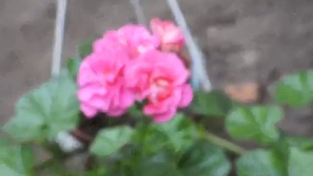 Плющелистная пеларгония сорт Pink Sybil смотреть онлайн