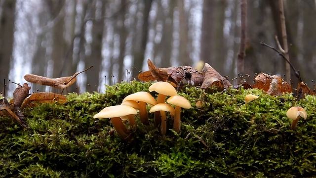 Срочно! Фламмулина смотреть онлайн