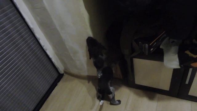 Щенки дратхаара кобели, г.Ульяновск 2020г. смотреть онлайн