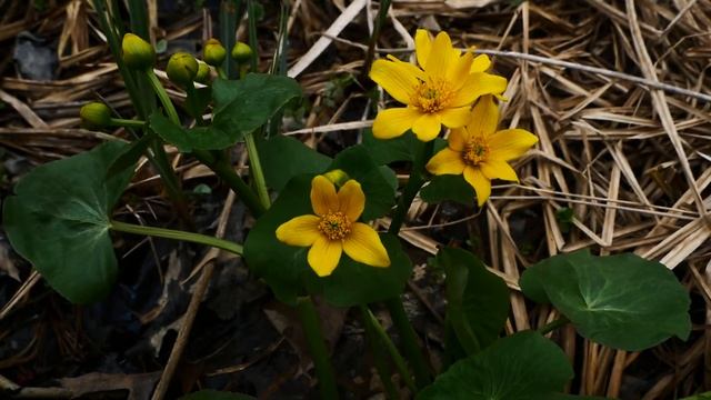 Plant Profile: Caltha palustris (Marsh Marigold) смотреть онлайн