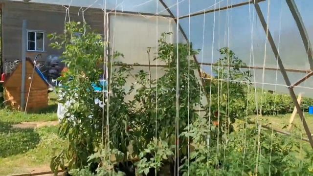⚡Экстренное охлаждение теплицы в жару! как СДЕЛАТЬ Грамотное проветривание для томатов в парнике! смотреть онлайн