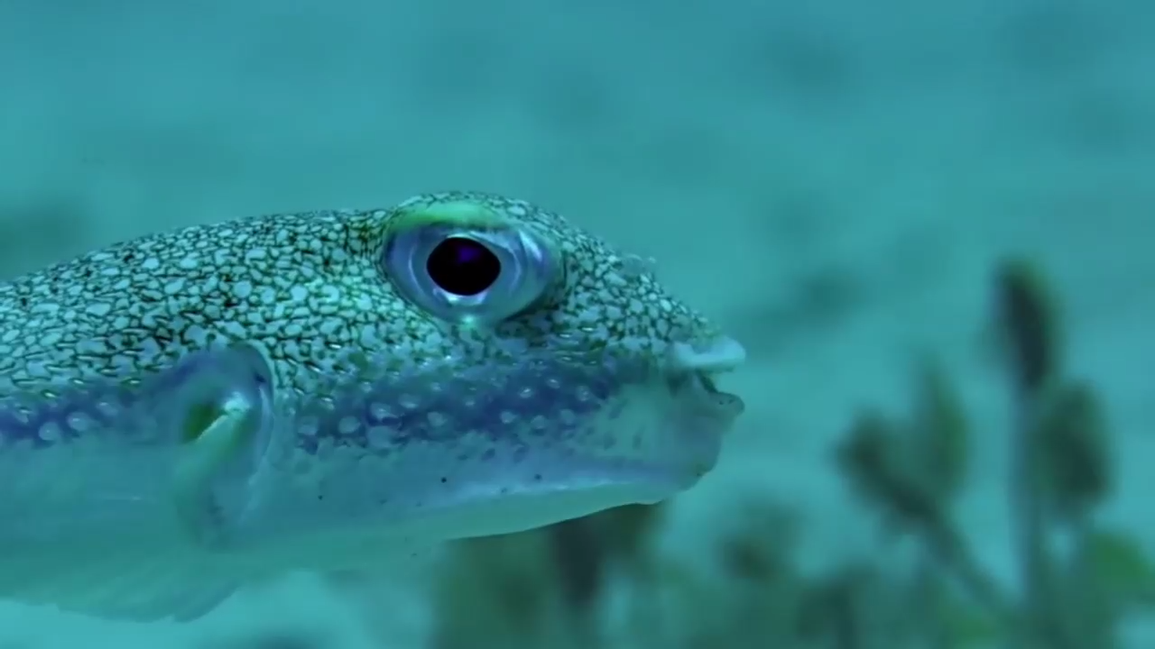 Японский Иглобрюх - рыба художник - Самая невероятная рыба смотреть онлайн