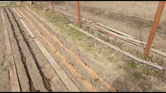 Выращивание моркови без прополки смотреть онлайн
