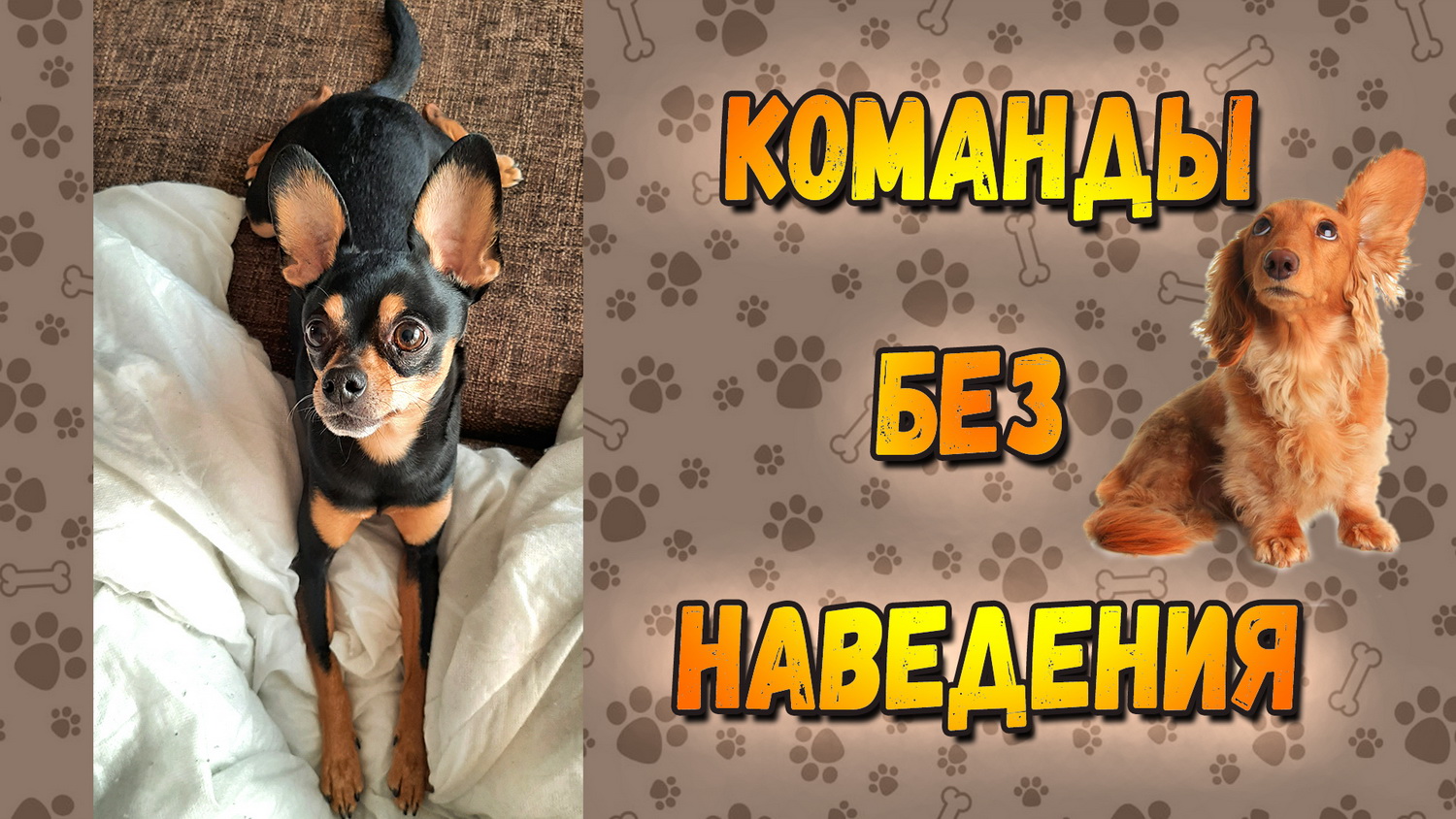 Русский той выполняет команды. Команды по голосу смотреть онлайн