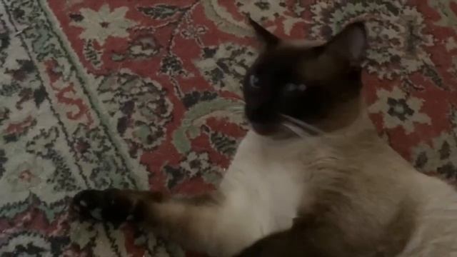НАПАДАЕТ!!! УЖАС!!! ОВЧАРКА НАПАДАЕТ НА СИАМСКОГО КОТА!!! смотреть онлайн