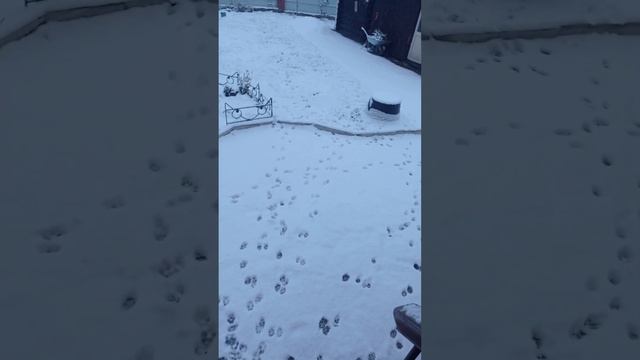 Далматин Герда и её первый снег#далматин#первыйснег#домашниепитомцы