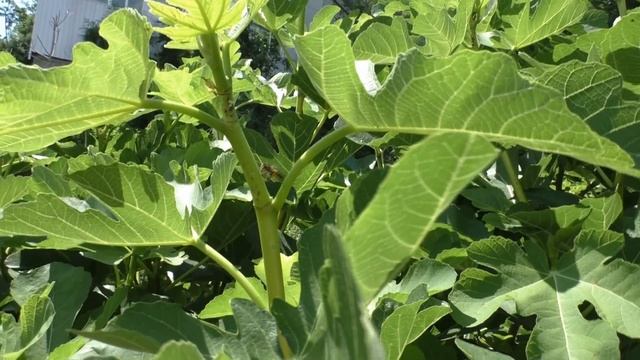 Инжир и пчела смотреть онлайн