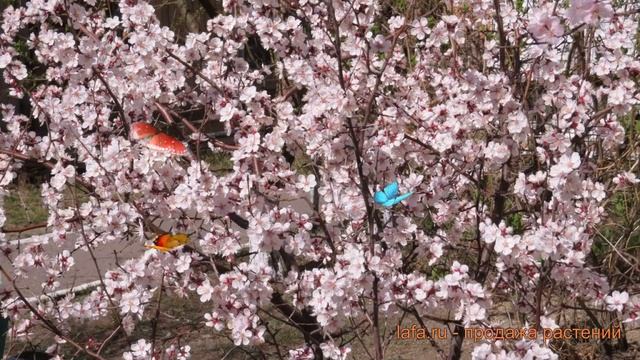 Абрикос сибирский (prúnus sibírica) ? сибирский абрикос обзор: как сажать, саженцы абрикоса смотреть онлайн
