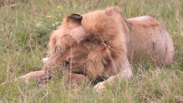 KENYA 2011 720p.mov смотреть онлайн