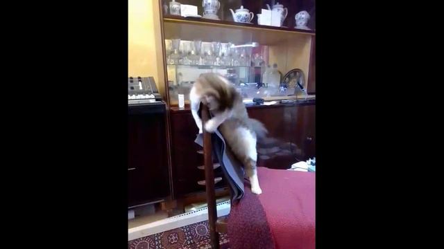 ласковый кот смотреть онлайн