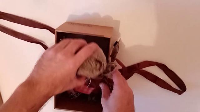 Кот Басик в костюме с бантом смотреть онлайн