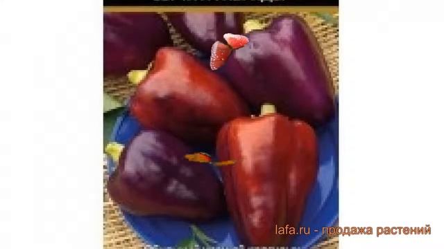 Перец сладкий Клякса (klyaksa klyaksa) ? сладкий перец Клякса обзор: как сажать, семена перца Клякс смотреть онлайн