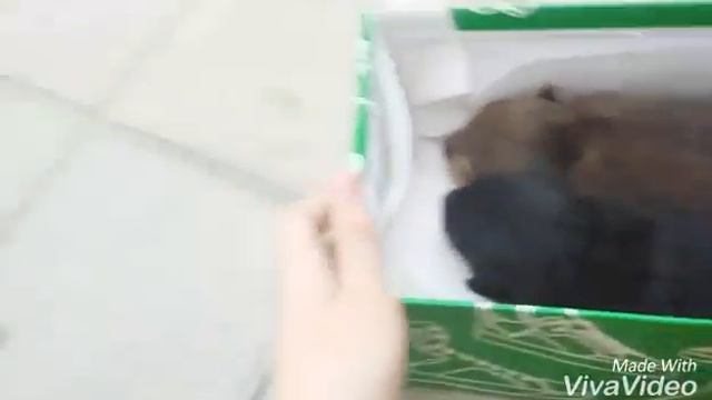 Почему щенок или котенок кричит?Почему малыш дергается во сне?Причины смотреть онлайн