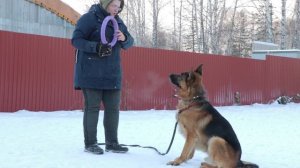 Анонс встречи с питомником Немецких овчарок " АРВАРЕНЧ" . Немецкие овчарки.