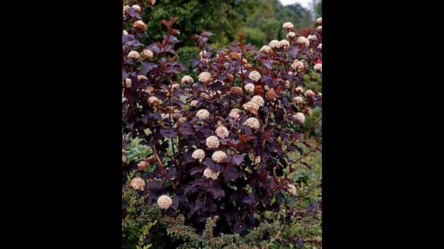 ПУЗЫРЕПЛОДНИК (PHYSOCARPUS) сем. Розоцветные смотреть онлайн
