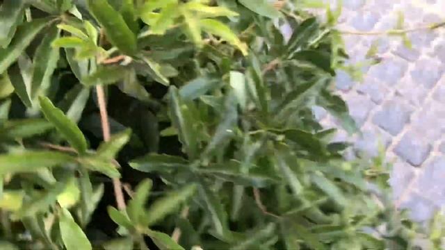 Пассифлора выращивания в открытом грунте. Пассифлора смотреть онлайн