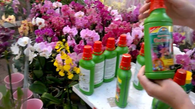 Летний ассортимент орхидей в ОБИ ч.2 смотреть онлайн