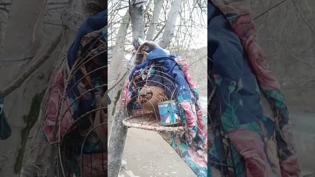 Каменная Куропатка Кеклик в Таджикистане 2020 Кабки масти Шикори смотреть онлайн