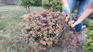 Что делать с барбарисом? Стрижка в форме шара. Барбарис Тунберга