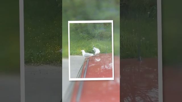 Сказки о Животных