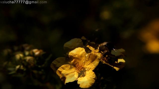 Наташа Галич Ты единственный смотреть онлайн