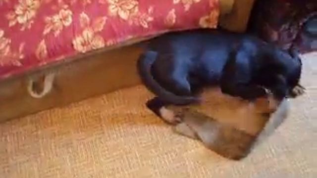 Мои щенки. 13 недель смотреть онлайн