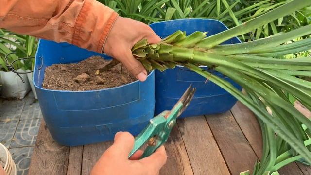 How To Grow Pandan Plant from Cutting at Home Garden || Pandan Growing from Cutting смотреть онлайн