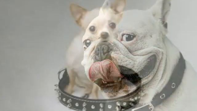 ошейники для собак мелких пород смотреть онлайн