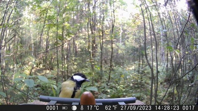 Фотоловушка представляет. Эпизод 20. смотреть онлайн