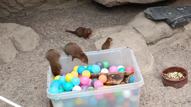 Хельсинки зоопарк Коркеасаари смотреть онлайн