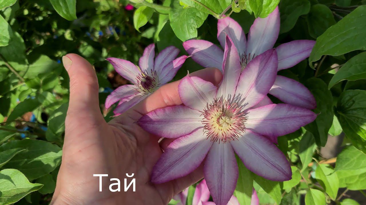 ВСЕГДА 100% ЗИМОВКА КЛЕМАТИСОВ | Как ПРАВИЛЬНО УКРЫТЬ клематисы на зиму. МОЙ способ укрытия! смотреть онлайн