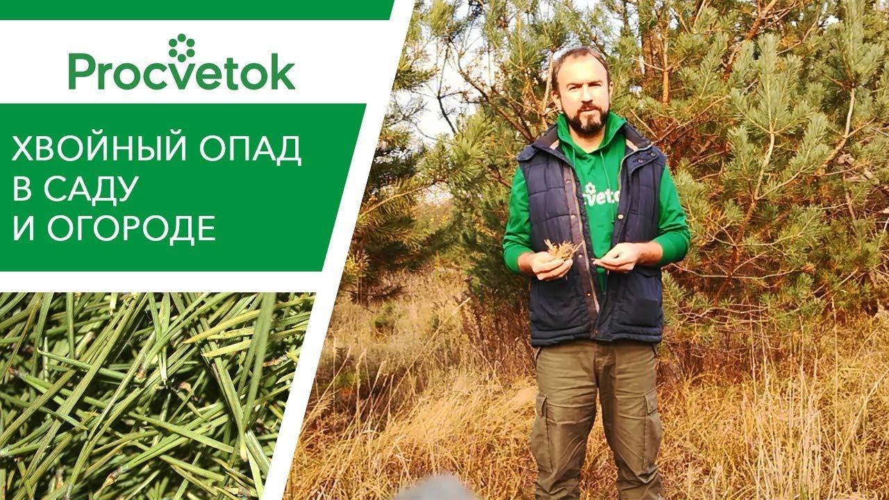ХВОЙНЫЙ ОПАД: как применять в огороде? Мульчирование хвоей. смотреть онлайн