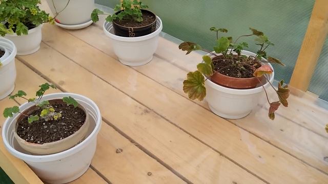 Грибные закуски