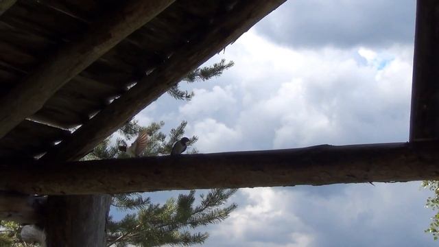 Прощальные зарисовки. В национальном парке Паанаярви (часть 4) смотреть онлайн