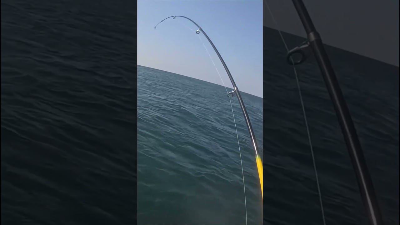 Как поймать ЗУБАРЯ на Чёрном море??? #крым #рыбалка #черноеморе #fishing смотреть онлайн
