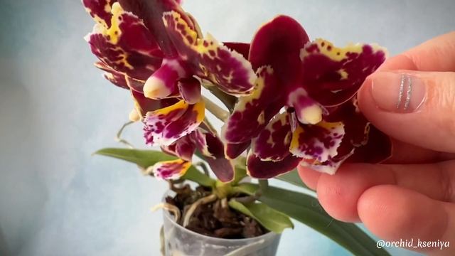 Phal. Brother Sara Gold × Sun Raise Red Proletariat ❤️ Первое цветение азиатской восковой орхидеи смотреть онлайн