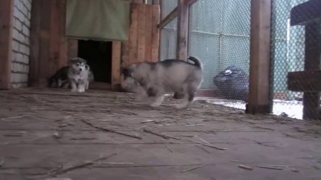 Щенульки маламутики разговаривают смотреть онлайн