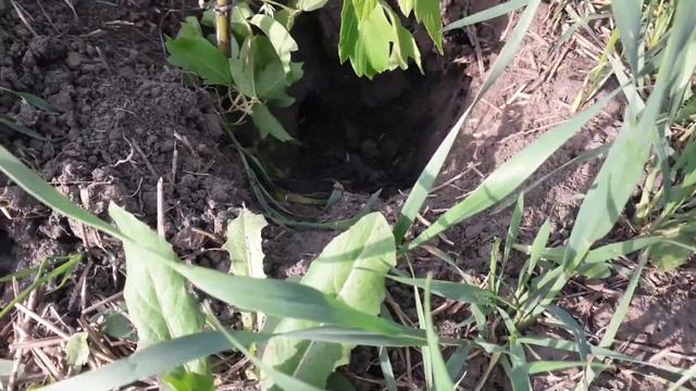 Установка крючка на крота смотреть онлайн