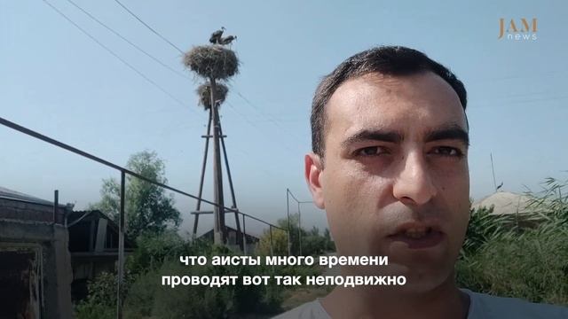 Почему аисты ходят по улицам вместо того, чтобы летать? Видеоблог из Армении смотреть онлайн