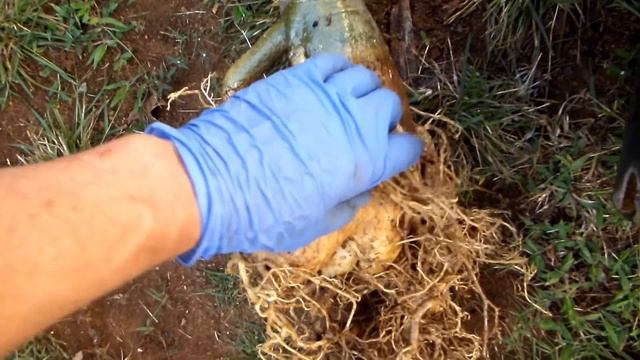 Transplanting Adenium Somalense смотреть онлайн