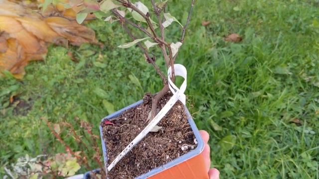 Прогулка по саду/ новые жители в сад/ сиротка- метельчатая гортензия 8 октября 2022 смотреть онлайн