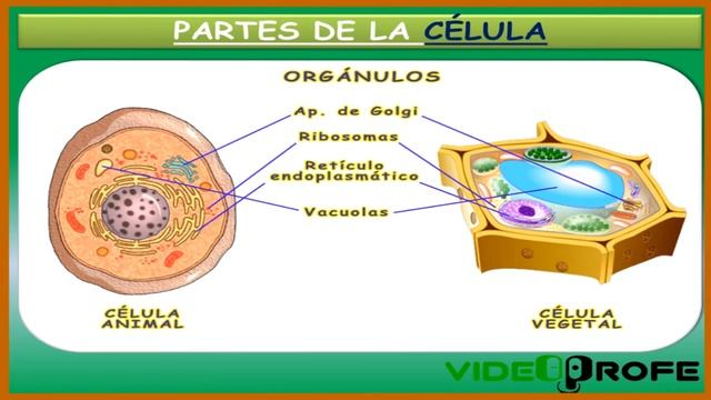 01. La célula. 5º Conocimiento del Medio. Videoprofe.net смотреть онлайн
